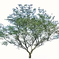 Arbor Tree With Lush Green Foliage And Single Strong Trunk Isolated On White