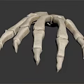 Medical Device Skeletal Hand And Arm Anatomy Model For Human Body Teaching