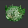 Aquatic Pufferfish With Spiky Exterior And Prominent Eyes On Reflective Surface