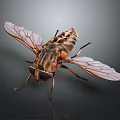 Detailed View Of House Fly With Transparent Wings And Striped Body On Dark Background