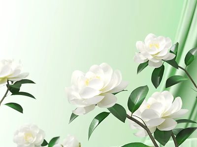 White Camellia Flowers With Green Leaves On Light Green Background Featuring Blooming Blooms And Buds 3d model