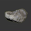Shell As Biological Organ With Hair Like Layered Texture White Brown