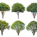 2D Osmanthus Tree Cluster Osmanthus Tree Osmanthus Golden Osmanthus Tree Laurel Dizi Four Seasons Osmanthus Tree Landscape Tree Courtyard Tree Arbor Shrub Plant 3d model