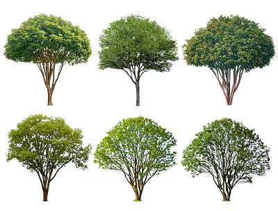 Different Shaped Arbor Trees With Lush Green Foliage And Varied Crowns 3d model