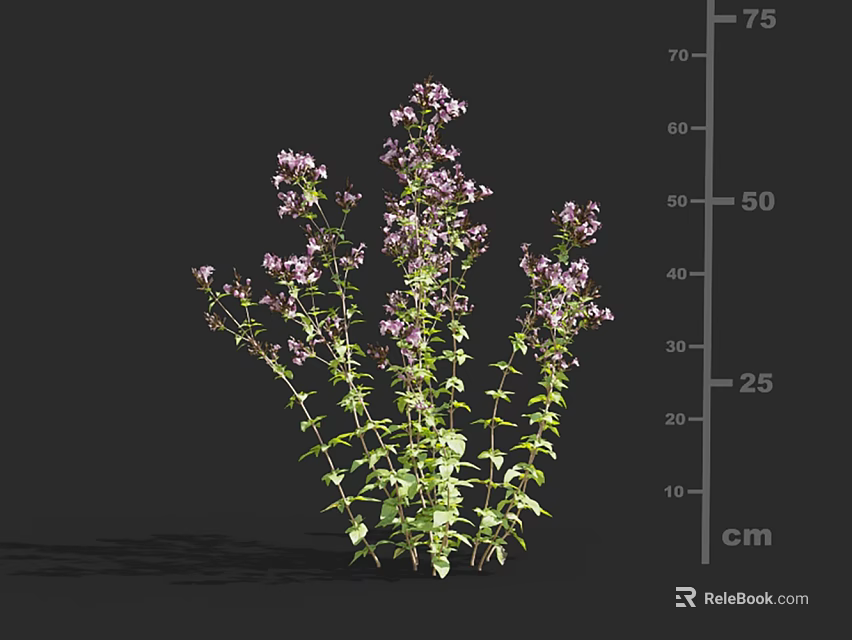Flowering Plant With Purple Small Flowers And Green Leaves Growing Up To 5075 Cm Tall 3d model 