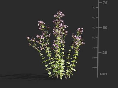 Flowering Plant With Purple Small Flowers And Green Leaves Growing Up To 5075 Cm Tall 3d model