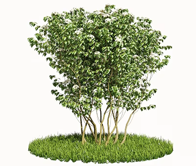 Lush Green Shrub with White Flowers and Brown Trunks in Green Grass 3d model
