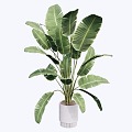 indoor potted plant 3d model