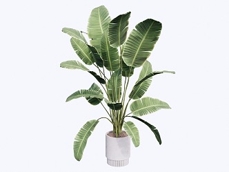 indoor potted plant 3d model