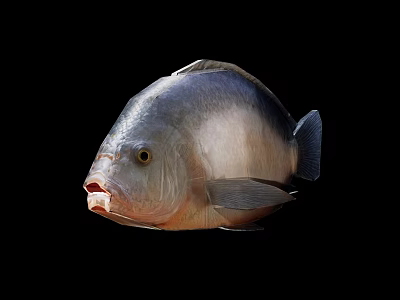 Detailed View Of Large Silver Ornamental Aquarium Fish With Red Mouth In Freshwater Tank 3d model