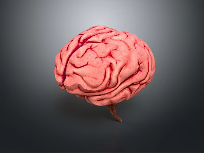 Detailed 3D Medical Device Brain Model For Anatomical Study And Education 3d model