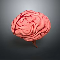 Detailed 3D Medical Device Brain Model For Anatomical Study And Education