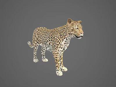 Detailed Realistic Wild Leopard With Spotted Fur Standing In 3D Rendering 3d model