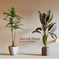 Indoor Decorative Potted Plants with Fern and Broad Leaf in White and Gray Ceramic Pots