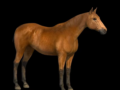 Brown Horse Standing Against Black Background With Full Body Isolated View 3d model