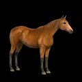 Brown Horse Standing Against Black Background With Full Body Isolated View