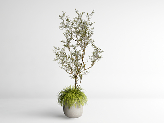 modern potted plant green plant potted plant 3d model