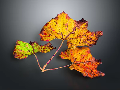 Vibrant Plant Leaves with Yellow Orange Red Green Hues and Spotted Patterns Against Dark Background 3d model