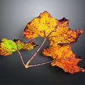 Vibrant Plant Leaves with Yellow Orange Red Green Hues and Spotted Patterns Against Dark Background