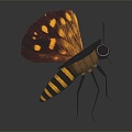 Modern butterfly moth insect 3d model