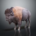 Majestic Bison Standing With Brown And Dark Fur On Reflective Surface