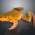 Vibrant Orange Brown Spotted Frog With Long Legs On Dark Isolated Background