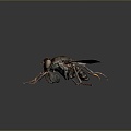 fly green head fly insect animal 3d model