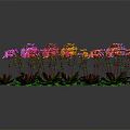 Colorful Potted Orchids With Green Leaves On Dark Background And Reflections