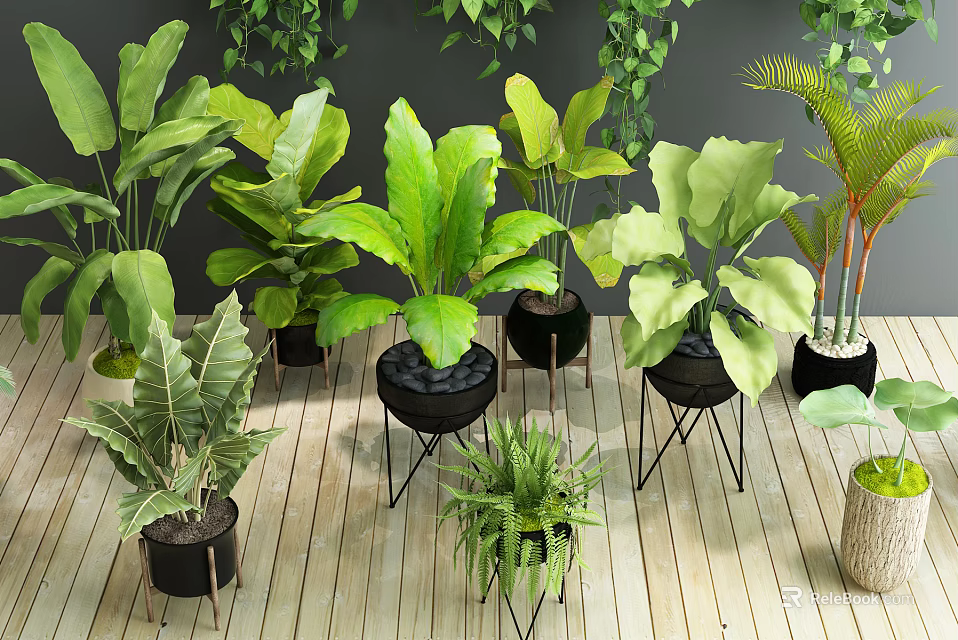 Large Leaf Potted Plants In Black Pots Metal Stands On Wooden Floor With Hanging Greenery 3d model 