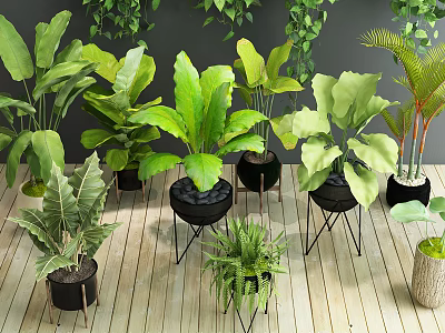 Large Leaf Potted Plants In Black Pots Metal Stands On Wooden Floor With Hanging Greenery 3d model