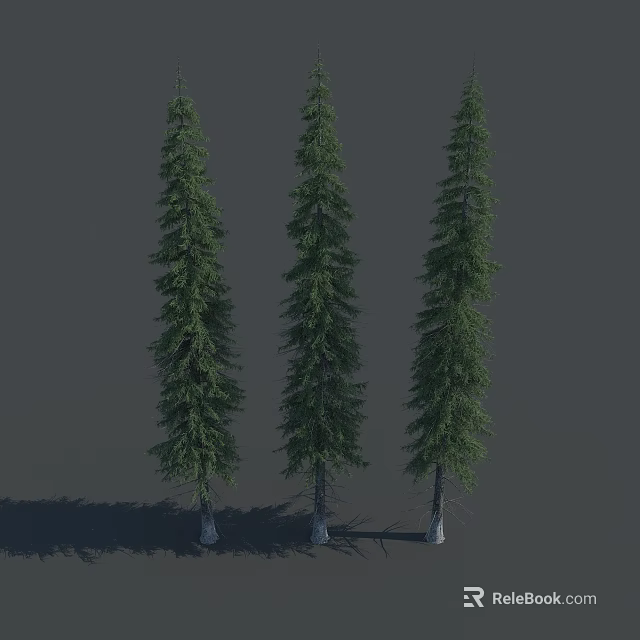 Three Tall Trees with Straight Trunks Pyramidal Crowns Dense Foliage Gray Background and Shadows 3d model 