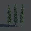 Three Tall Trees with Straight Trunks Pyramidal Crowns Dense Foliage Gray Background and Shadows