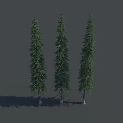 Three Tall Trees with Straight Trunks Pyramidal Crowns Dense Foliage Gray Background and Shadows 3d model