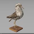 Taxidermy Bird With Spotted Feathers Standing On Wooden Base Displayed Against Dark Background