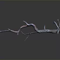 Curved Dried Tree Branch With Twisted Shape And Branches On Dark Background