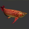 Shiny Red And Gold Arowana Aquatic Animal With Vibrant Scales Swimming Gracefully