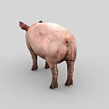 Pink Domestic Pig Standing On Gray Background With Natural Skin Texture 3d model