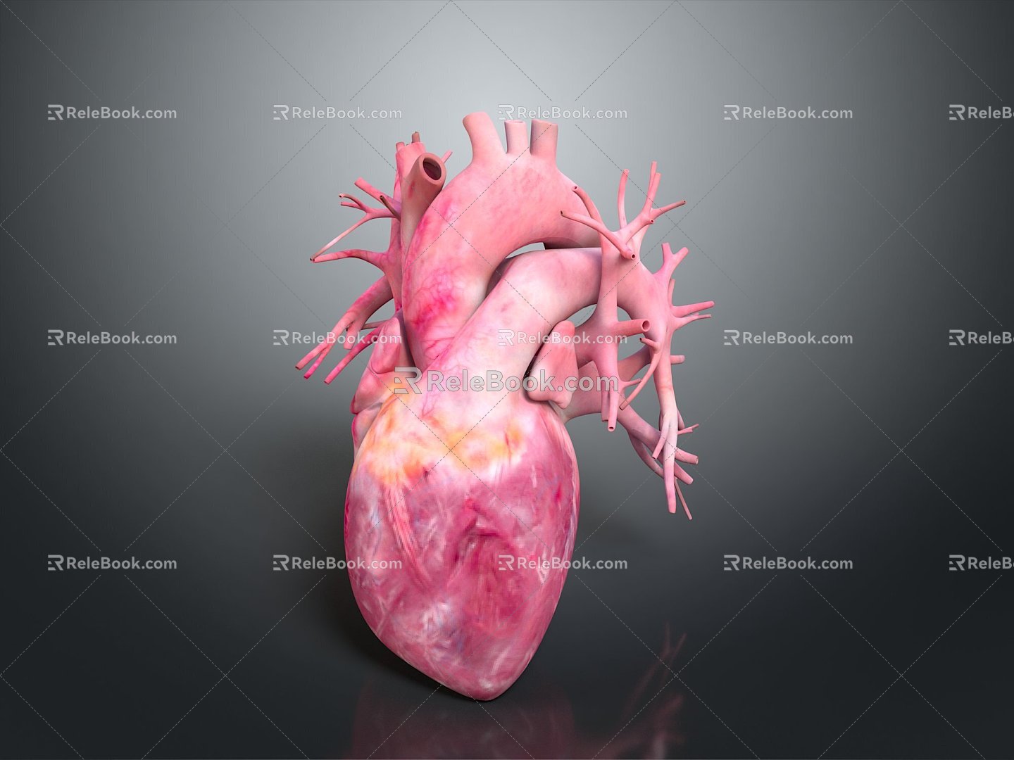 Heart Human Organ Organ Human Medical Teaching Aware 3d model