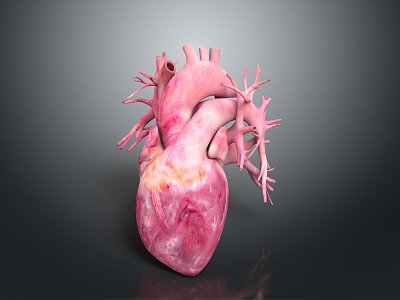 Heart Human Organ Human Medical Teaching Aware 3d model