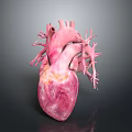 Detailed 3D Heart Anatomical Model Medical Device For Educational Visualization