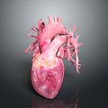 Heart Human Organ Organ Human Medical Teaching Aware 3d model