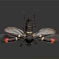 Black Insect with Red and Yellow Spots on Wings Macro View on Dark Background