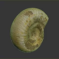 Ammonite Fossil With Yellowish Brown And White Striped Spiral Shell On Dark Background