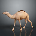 Light Brown Camel Standing On Reflective Surface With Smooth Gray Background 3d model