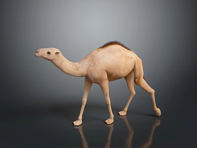 Light Brown Camel Standing On Reflective Surface With Smooth Gray Background 3d model
