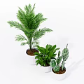 Indoor Bonsai and Potted Plants with Various Green Foliage in White Pots