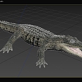 Mexican Crocodile Animals 3d model