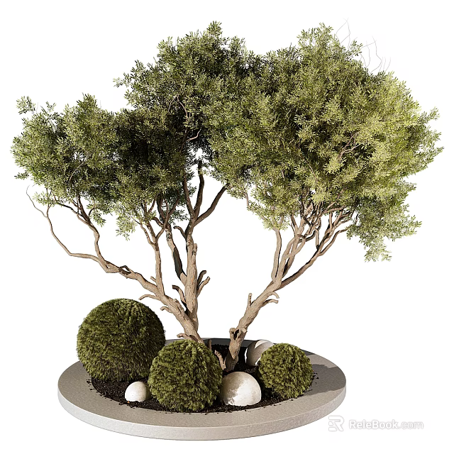 Ornamental Tree Featuring Lush Green Foliage Multiple Trunks Round Shrub Balls And White Stones 3d model 