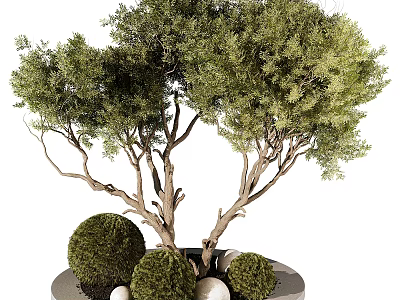 Ornamental Tree Featuring Lush Green Foliage Multiple Trunks Round Shrub Balls And White Stones 3d model