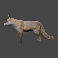 Detailed Realistic 3D Red Fox Full Body Model Standing on Gray Background 3d model